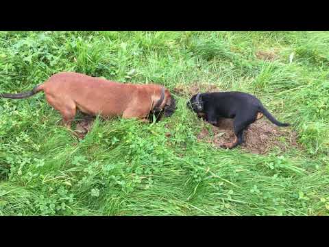 Posokowiec Bawarski and Jagdterier w akcji KRET