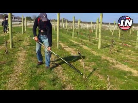 Removing diseased vines