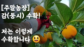 감(둥시) 수확 