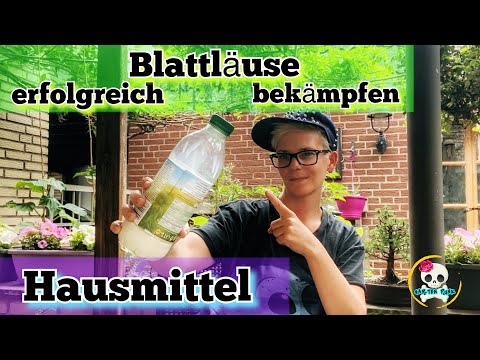 Blattläuse erfolgreich und natürlich bekämpfen | Blattläuse / Blattläuse bekämpfen Hausmittel