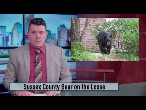NJ Sussex County Bear On the Loose