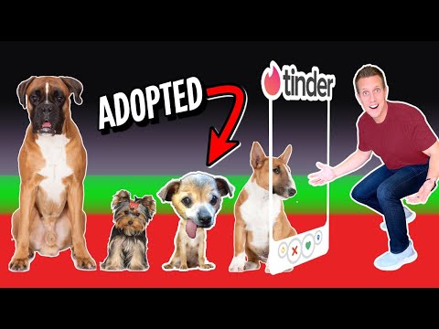 Tinder in Real Life..but for DOGS! * Part 2 *