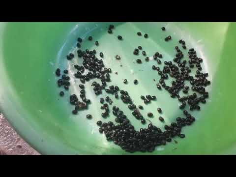 Quy trinh trong cay mai thanh pham tu hat.Ban da biet cach chua?