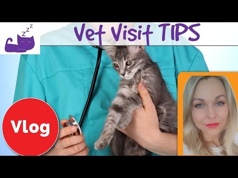 🐱  4 tips on how to take your cat to the vet 🐱  make the vet visit stress free