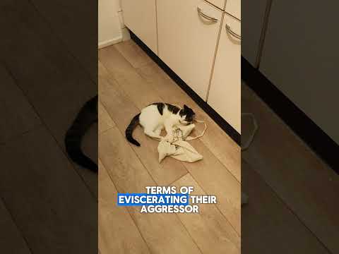 Your Cat's Cute Little Kicks Have a Dark Side