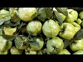 Gauva And How To Make CHA KWAI By A Cambodian Street Food In Cambodia L Loem Voleak Official