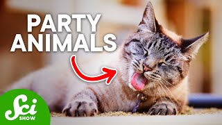 Do Wild Animals Intentionally Get High?