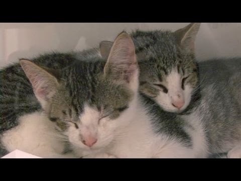 Shelter Cat Adoption Secrets