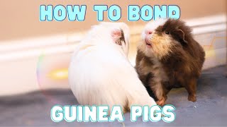 How to Introduce & Bond Guinea Pigs - Tried + True Tips