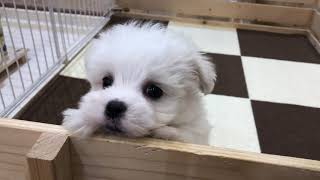 ハーフ犬の動画01