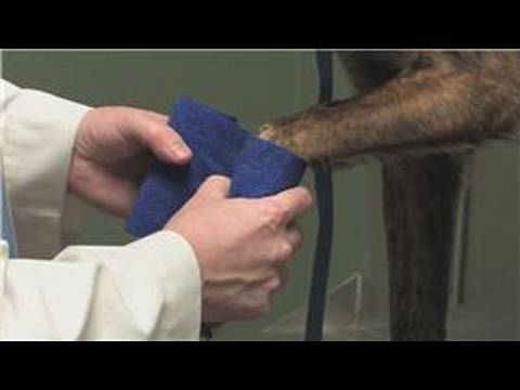 Dog Health : How to Know if a Dog Broke Its Paw