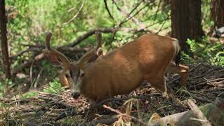 OS TRS LEES.    (Para refletir)