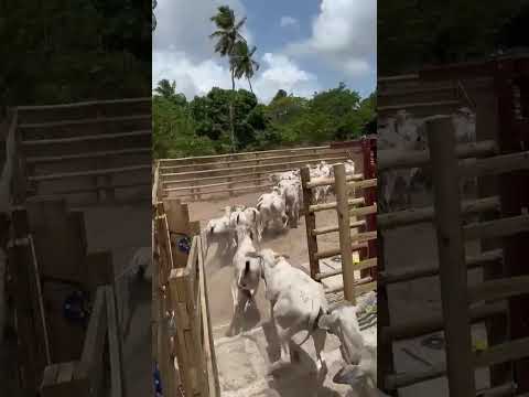 45 Garrotas Nelores: 2.300 reais cada em Pindoretama/ Ceará.ZAP 84 99810 2784*#gado #pecuarista