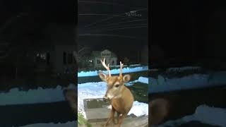 Woman uses doorbell camera to shoo away deer
