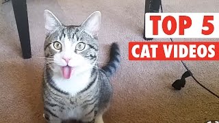 animale pisici - top 5 video