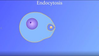 Endocytosis (featuring a real amoeba and white blood cell!)