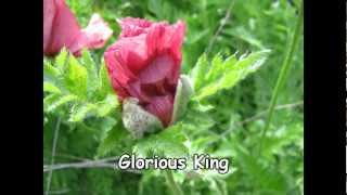 Glorious King Music Video