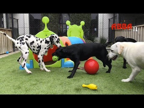 Doggy Day Care Melbourne | Abba Dog Kennels Dandenong South