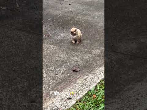 ニュージーランドウサギ