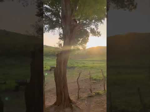 Sítio lindo em Quixelô, inga pb 😍🧡💛🌅☀️