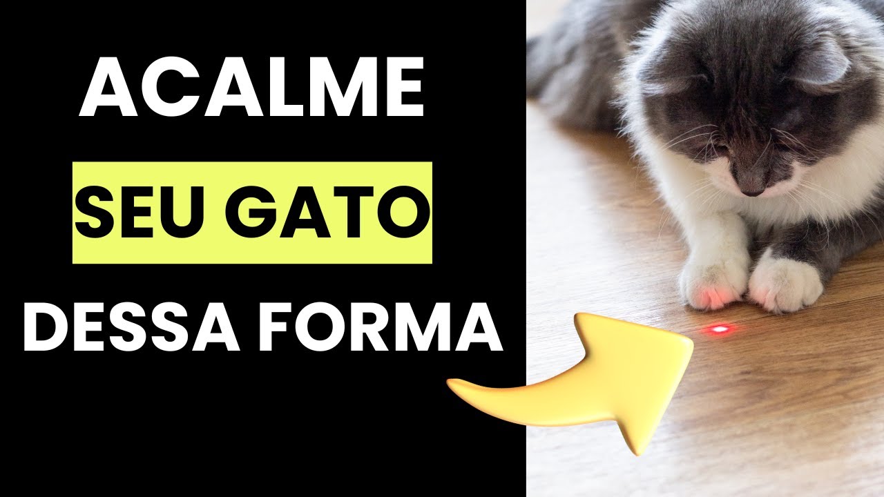 10 Formas de Acalmar um Gato