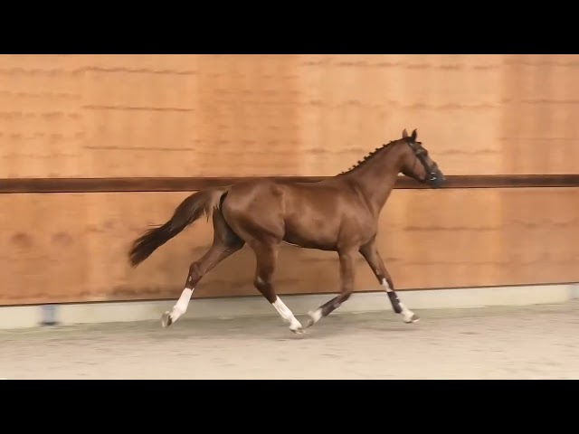 gaits