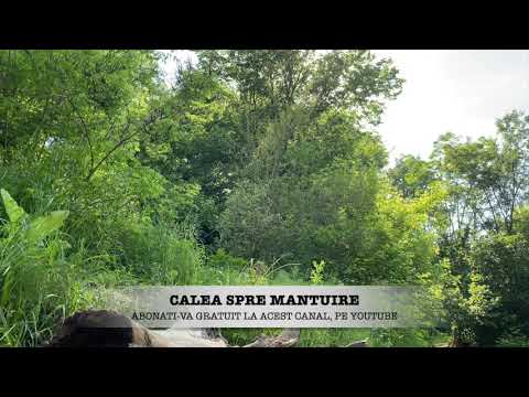 Sunete Relaxante Din Pădure: Râu De Munte Și Păsări - Relaxing Sounds In The Forest: River & Birds