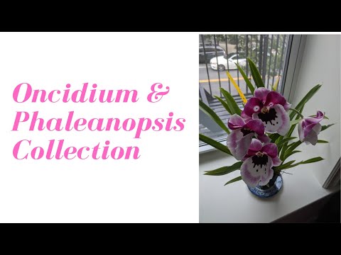 Orchid Care in NYC: Oncidium Intergeneric & Phalaenopsis Collection | Easy Beginner Orchids