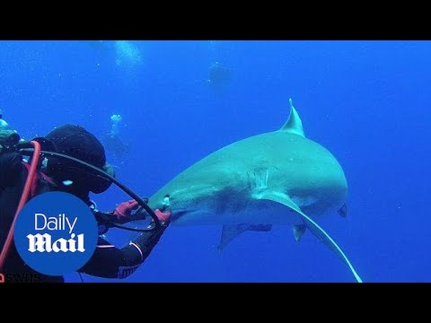 Moment diver pulls out hook from mouth of oceanic white tip shark