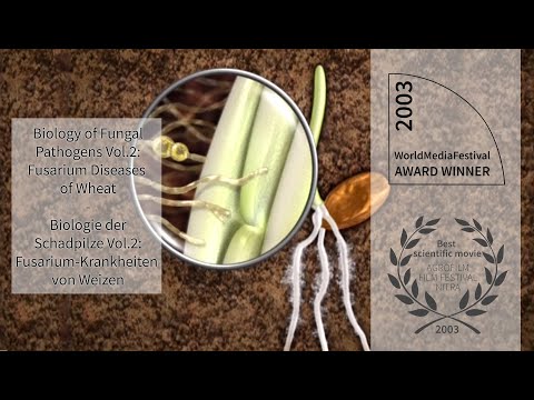 Fusarium-Krankheiten von Weizen - TRAILER