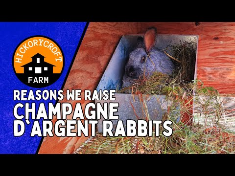 , title : 'Raising Meat Rabbits | One of the Reasons We Raise Champagne d'Argent Rabbits'