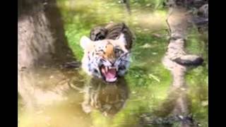 preview picture of video 'Jim Corbett National Park,  Corbett Tiger Reserver, Ramnagar'