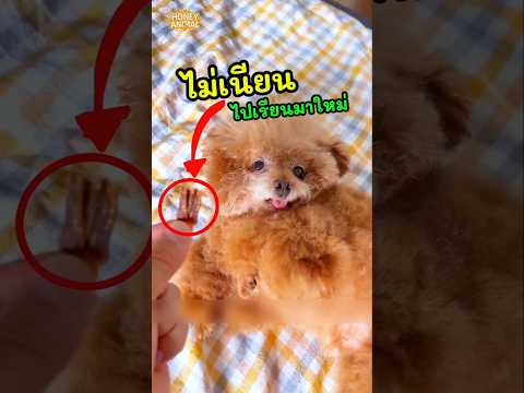 เมื่อเปิดประตูมาเจอสิ่งนี้ ถึงกับอึ้ง แต่ยังไม่เนียนไปเรียนมาใหม่นะน้อง #สัตว์เลี้ยงน่ารัก #dog #หมา