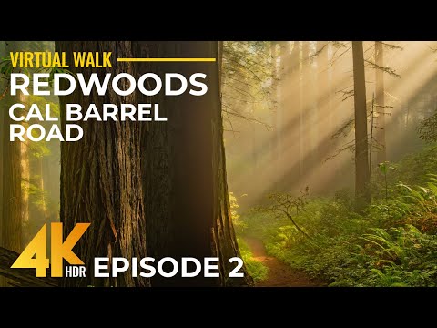 4K Relaxing Walk in Redwoods, California - Sunny Day on Cal Barrel Road + Ancient Forest Sounds - #2