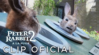 Sony Pictures Entertainment PETER RABBIT 2 - "Hora de divertirnos" Clip en ESPAÑOL  anuncio