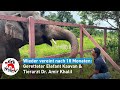 Endlich Wieder Vereint Dr Amir Khalil Und Elefant Kaavan VIER PFOTEN