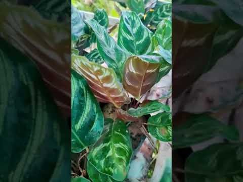 Calathea Plant