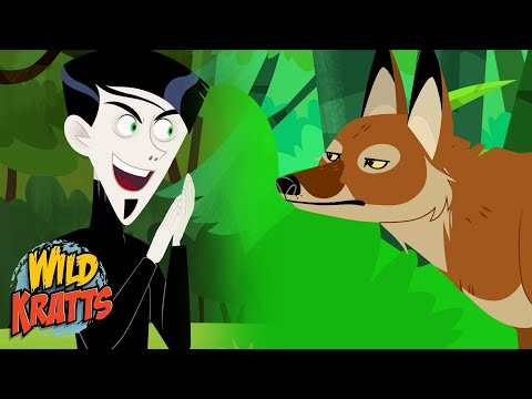 Zach Vs Coyotes | Wild Kratts