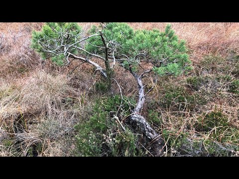 Yamadori Scots Pine - "Skull Pine"