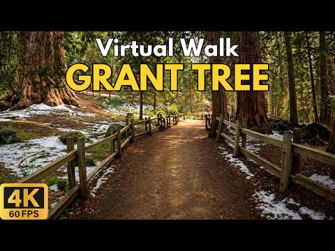 General Grant Tree 4K POV Walk | Kings Canyon National Park | Treadmill Walk