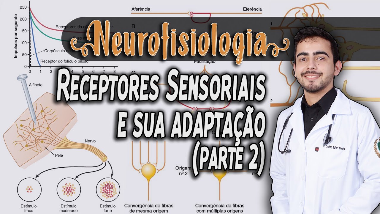 Fisiologia - Receptores Sensoriais e Circuitos Neuronais (Capítulo 47/46) PARTE 2/2│ GUYTON
