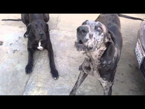 Great Danes Barking