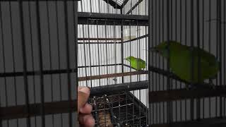 Download lagu Cucak ranting trotol baru dapat dari hutan langsung gacorrr.cak ranting superrr mp3