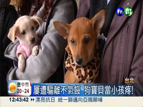 搶救流浪狗!"狗媽媽"助認養不悔