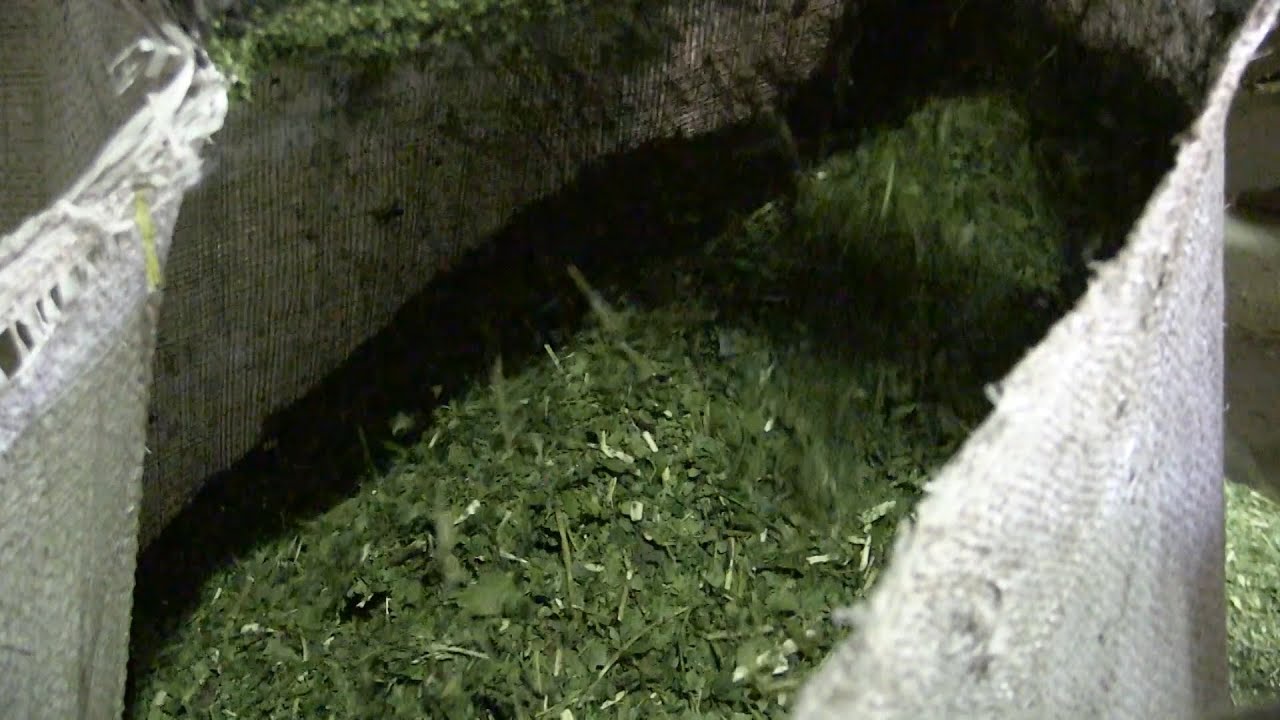 Erva-Mate: da colheita à produção dos derivados