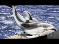 Pacific White Side Dolphin