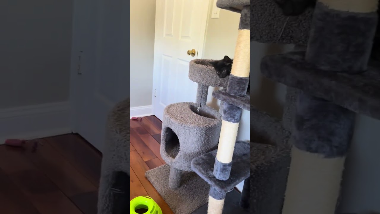 Jade & Onyx, a Adoptable mixed breed in Hyattsville, MD video 5/6