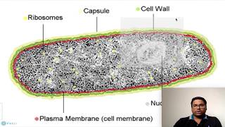 Prokaryotic Cell: Nucleoid