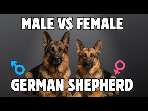 Male Vs Female German Shepherd: 10 Differences Between Them