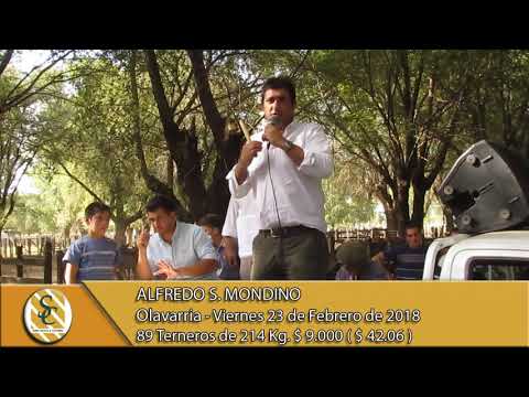 23-02-18 Venta de Machos - Alfredo S. Mondino - Olavarria.